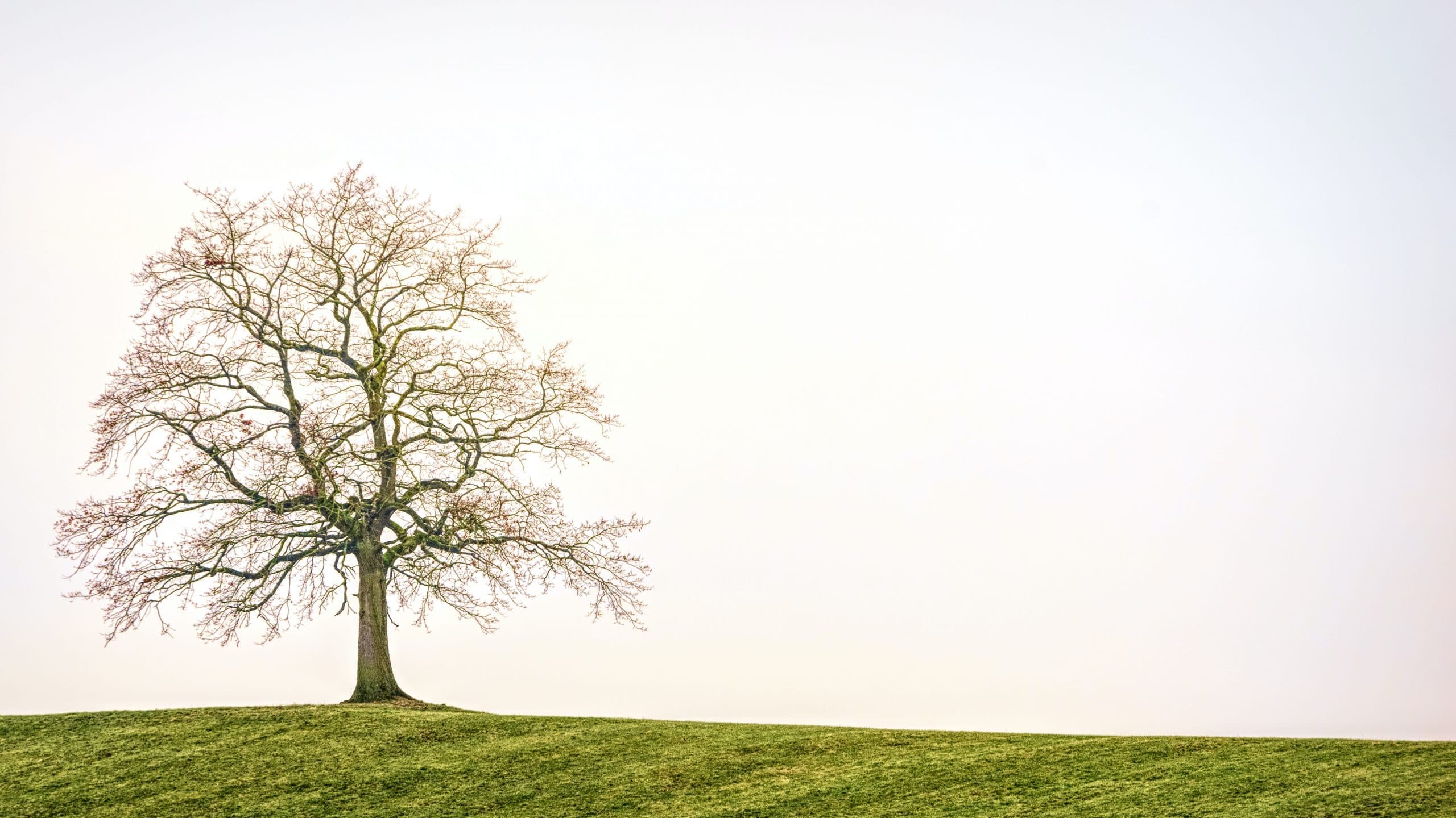 Did the Fig Tree Wither Immediately or Overnight?