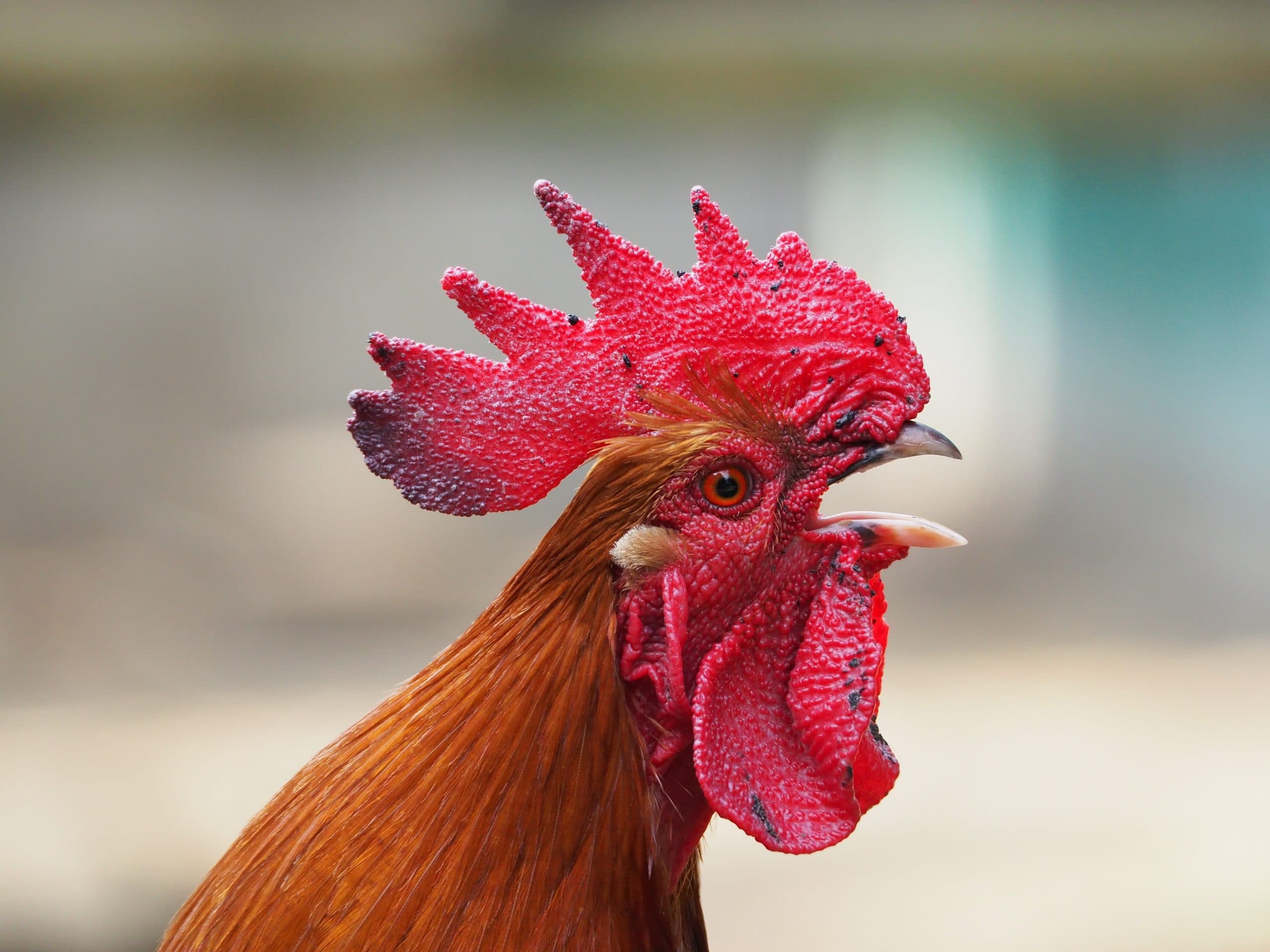 Did the Rooster Crow Once or Twice Before Peter’s Third Denial?
